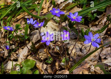 Ein delikates und elegantes Bild von hepatica nobilis, Leberblatt oder Leberkraut. Blühende violette Blumen auf bunter Waldhintergrund. Wandmalereien mit Blumenmuster Stockfoto