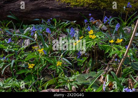 Gelbe Anemone, gelbe Holzanemone oder Buttercup Anemone, lateinisch Anemonoides ranunculoides oder Anemone ranunculoides. Stockfoto