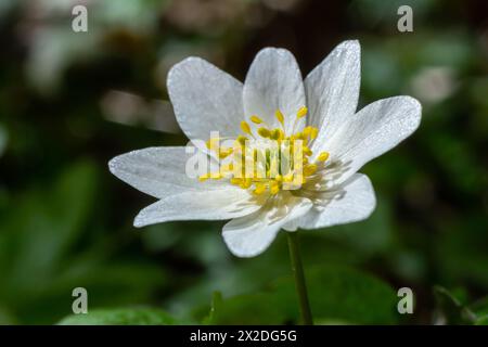 Die vielen weißen Wildblumen im Frühlingswald. Blühende Schönheit, Natur, natürlich. Sonniger Sommertag, grünes Gras im Park. Anemonoides nemorosa. Stockfoto