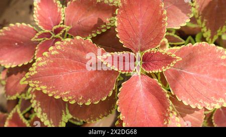 Der Blick von oben auf Coleus, Painted Nessel oder Plectranthis scutellarioides ist rot-orange mit hellgrünen Leinen Stockfoto