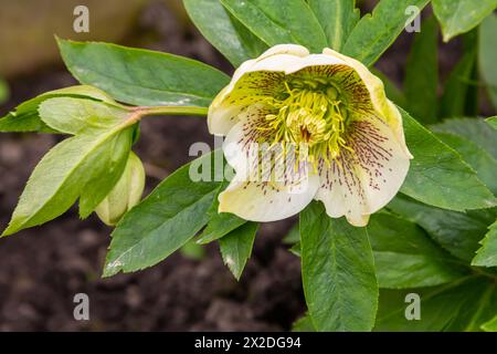 Reine weiße und rosa weiße Weihnachtsrose Helleborus Niger blüht Nahaufnahme. Frühjahrsblumen. Hintergrund mit Blumenmotiv im Frühling. Stockfoto