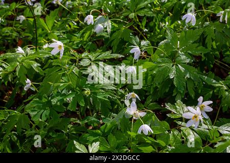 Die vielen weißen Wildblumen im Frühlingswald. Blühende Schönheit, Natur, natürlich. Sonniger Sommertag, grünes Gras im Park. Anemonoides nemorosa. Stockfoto