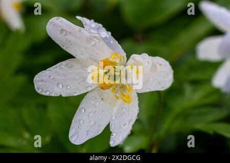 Die vielen weißen Wildblumen im Frühlingswald. Blühende Schönheit, Natur, natürlich. Sonniger Sommertag, grünes Gras im Park. Anemonoides nemorosa. Stockfoto