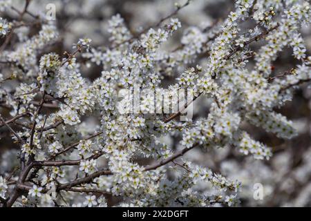 Prunus spinosa, Schwarzdorn oder Schlehe genannt, ist eine Art Blütenpflanze in der Rosenfamilie Rosaceae. Prunus spinosa, Schwarzdorn oder Schlehe genannt Stockfoto