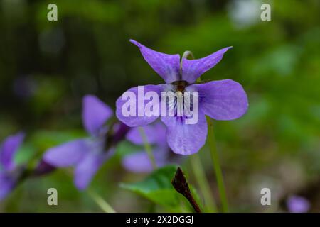 Viola odorata. Duftend. Violetter Blütenwald blüht im Frühling. Die erste Frühlingsblume, lila. Wilde Veilchen in der Natur. Stockfoto