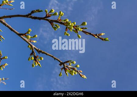 Knospen prunus avium, gemeinhin als Wildkirsche, Süßkirsche, Gänse oder Vogelkirsche bezeichnet. Budbreak. Frühling. Stockfoto