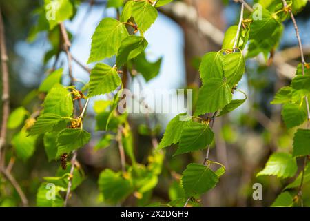 Ein Birkenzweig mit grünen Blättern und Ohrringen. Allergien durch Frühlingsblüten und Pollen. Stockfoto