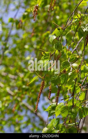 Ein Birkenzweig mit grünen Blättern und Ohrringen. Allergien durch Frühlingsblüten und Pollen. Stockfoto