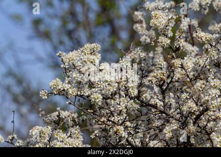 Prunus spinosa, Schwarzdorn oder Schlehe genannt, ist eine Art Blütenpflanze in der Rosenfamilie Rosaceae. Prunus spinosa, Schwarzdorn oder Schlehe genannt Stockfoto