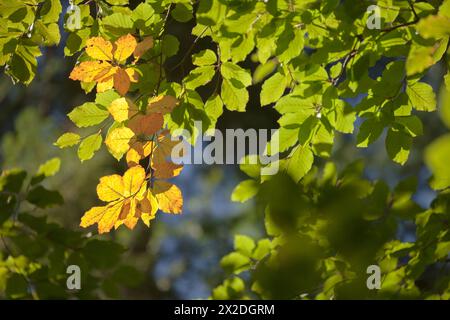 Laub in einem italienischen Wald im Herbst Stockfoto