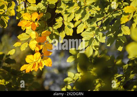 Laub in einem italienischen Wald im Herbst Stockfoto