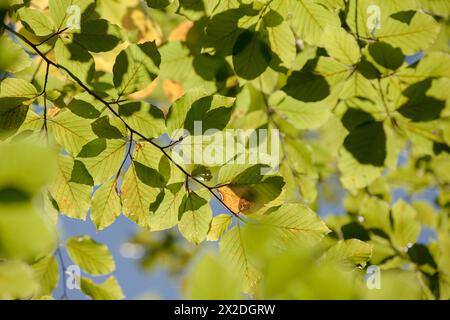 Laub in einem italienischen Wald im Herbst Stockfoto