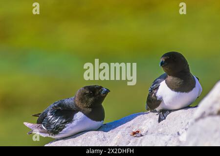 Kleine Auks auf einem Felsen in der Sonne Stockfoto