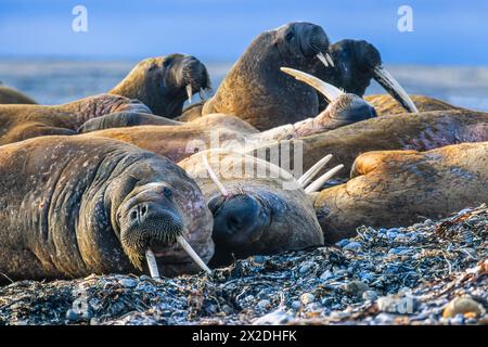 Eine Gruppe von Walrossen ruht an einem arktischen Strand Stockfoto