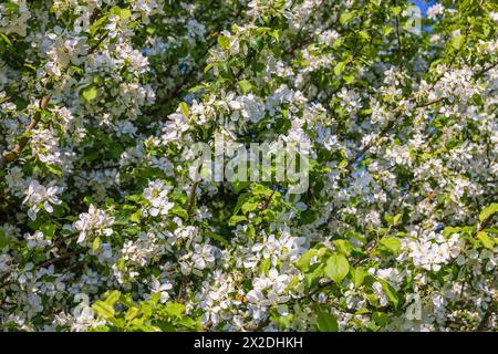 Blühende Apfelbaumzweige mit weißen Blüten Stockfoto