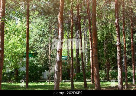 Grüner Kiefernwald, Park an sonnigem Tag, hinter Bäumen und Büschen gibt es ein Haus. Ruhe im Wald, Lebensstil Stockfoto