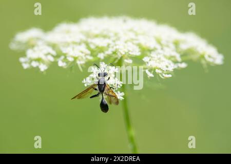 Eine mexikanische Gras tragende Wasp (Isodontia mexicana), die eine weiße Blume ernährt, sonniger Tag im Sommer, Wien (Österreich) Stockfoto