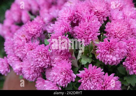 Rosa Astern im Garten Nahaufnahme. Blumen Stockfoto