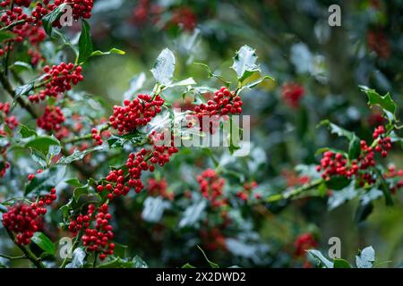 Gemeine holly im Regen Hintergrund. Stechpalme (Ilex aquifolium), stechpalme oder gelegentlich Christmas stechpalme. Haufen von hellroten Beeren, die tropfen Stockfoto