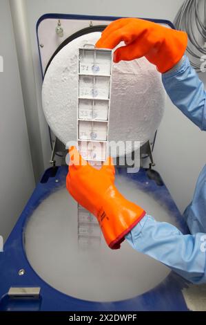 Kryogene Verfahren/Kryokonservierung/Lagerung von Proben im Flüssigstickstofftank. Labor, Fundación Inbiomed, Genetrix Group. Forschungszentrum Stockfoto