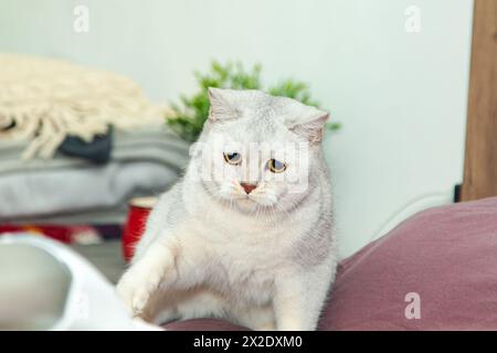Die silberne britische Katze ist wütend. Eine aggressive Katze knurrt und greift den Mopp an. Stockfoto