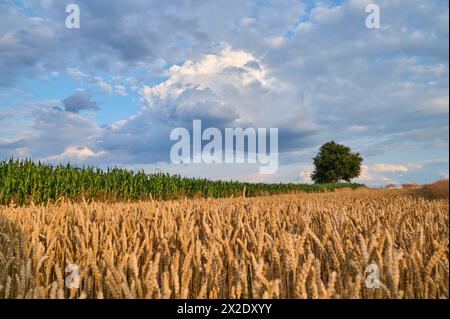 Ein Weizen- und Maisfeld, über dem sich eine Sturmzelle bildet Stockfoto