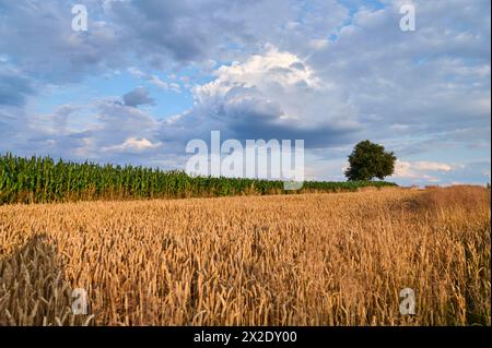 Ein Weizen- und Maisfeld, über dem sich eine Sturmzelle bildet Stockfoto