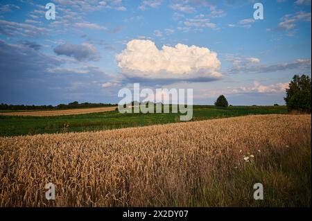 Ein Weizen- und Maisfeld, über dem sich eine Sturmzelle bildet Stockfoto