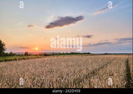 Die Sonne vor dem Untergang am Himmel mit zarten Wolken über einem Feld mit reifem Weizen vor der Ernte Stockfoto