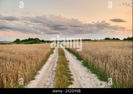 Straße, die in Richtung der Wolken zwischen Feldern mit reifem Weizen vor der Ernte auf dem Land führt Stockfoto