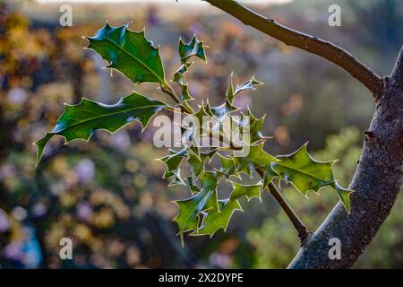 Junger stechpalmenzweig im Garten mit Sonne von hinten, die komplexe Blattmuster zeigt. Stockfoto