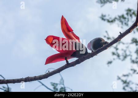 Seidenbaumwolle, auch bekannt als Bombax ceiba, Shimul Flower. Khulna, Bangladesch. Stockfoto