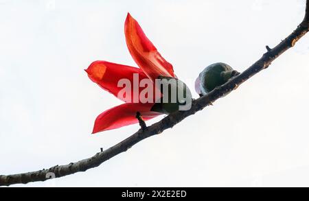 Seidenbaumwolle, auch bekannt als Bombax ceiba, Shimul Flower. Khulna, Bangladesch. Stockfoto