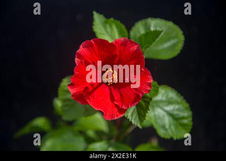 Hibiscus rosa-sinensis-Blüten. Stockfoto