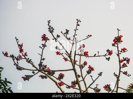 Seidenbaumwolle, auch bekannt als Bombax ceiba, Shimul Flower. Khulna, Bangladesch. Stockfoto