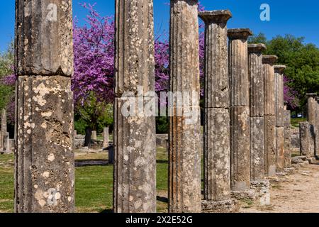 Olympia archäologische Stätte mit wunderschönen rosa blühenden Blumen, Peloponnes. Griechenland Stockfoto