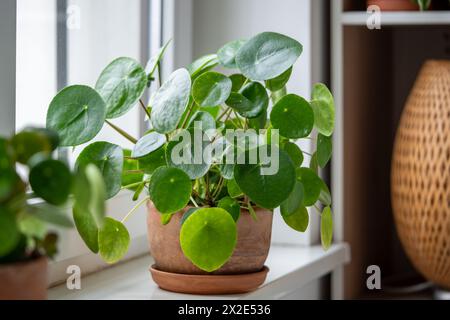 Pilea peperomioides im Terrakotta-Topf, bekannt als chinesische Geldpflanze auf der Fensterbank zu Hause. Stockfoto