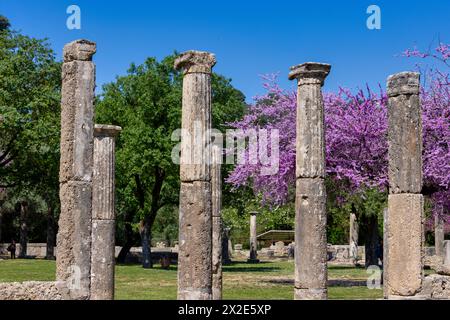 Olympia archäologische Stätte mit wunderschönen rosa blühenden Blumen, Peloponnes. Griechenland Stockfoto