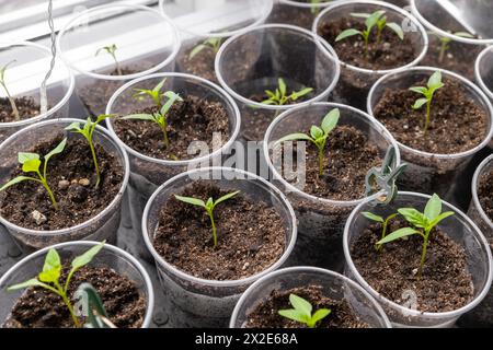 Junge Sprossen Tomaten, die das Wachstum von Tomatensämlingen zeigen Stockfoto