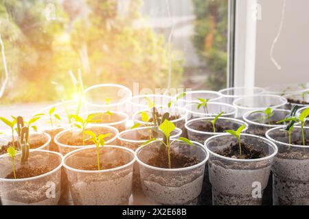 Junge Sprossen Tomaten, die das Wachstum von Tomatensämlingen zeigen Stockfoto