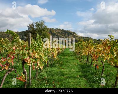 Die herbstlichen Farben und die Landschaft von Box Hill North Downs von Denbies Wine Estate, Dorking Surrey, England Großbritannien - englischer Wein Stockfoto