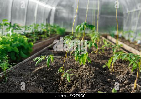 Im Frühjahr wurden Tomatensämlinge im Gewächshaus gepflanzt. Stockfoto