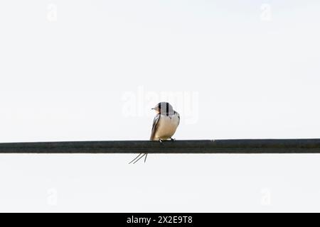 Scheunenschwalbe, Hirundo rustica, auf einem Telegrafendraht. Ich bin gerade für den Sommer in Großbritannien angekommen. Stockfoto