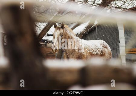 Aschbraunes Pferd im verschneiten Wisconsin, mit Blick auf die Kamera hinter einem Zaun Stockfoto