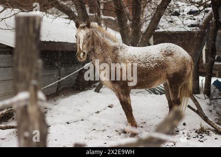 Hellbraunes Pferd in verschneite Wisconsin Farm Landschaft, hinter einem Zaun Stockfoto