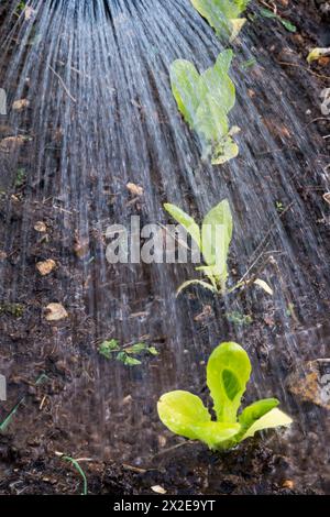 Gießen in frisch gepflanzten Salatpflanzen, Lactuca sativa, „Cut and Come Again“. Stockfoto