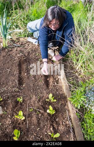 Frau pflanzt Karotten-Chantenay-Samen in ihrem Gemüsegarten oder in ihrem Kleingarten. Stockfoto