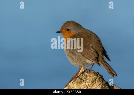 Ein Rotkehlchen thront auf einem Baumstumpf. Stockfoto