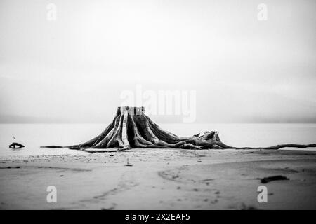 Überreste von alten Baumstümpfen und Wurzeln am Strand in starkem Nebel Stockfoto