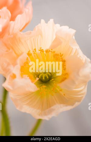 Hellorange Mohn mit gelber Mitte Stockfoto
